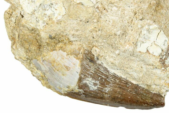 Primitive Whale (Basilosaurid) Tooth & Jaw Section- Morocco #331094